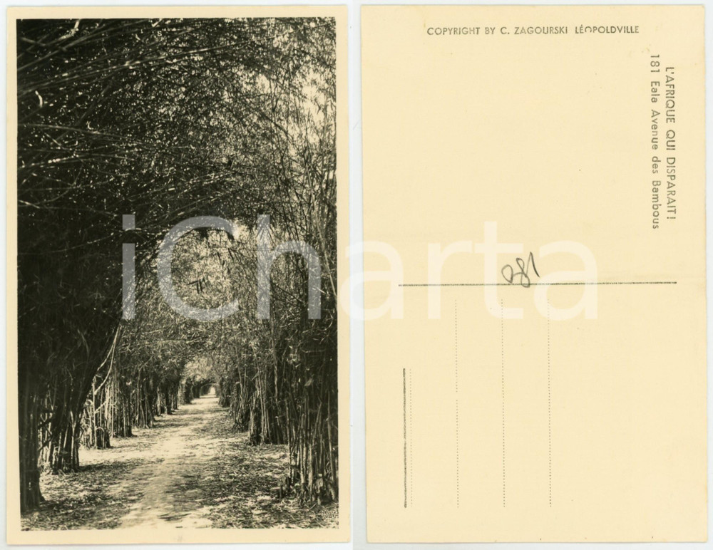 Cartolina originale da collezione 1930 ca C. ZAGOURSKI «L Afrique qui disparaît» EALA Avenue des Bambous Postcard 1