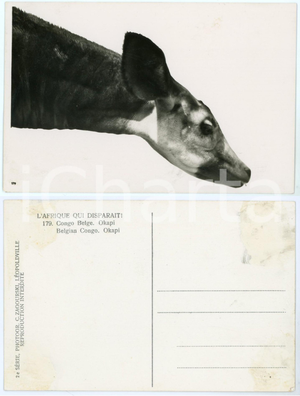 1930 ca ZAGOURSKI «L'Afrique qui disparaît» CONGO BELGE - Okapi *Postcard 179  Fotocartolina postale d'epoca, appartenente alla 2a serie «L'Afrique qui disparaît» del fotografo Casimir Zagourski (Léopoldville).N° 179, non viaggiata.  FAIR/discreto residui di colla al verso FORMATO: 14x9 cm originale e autentica 1