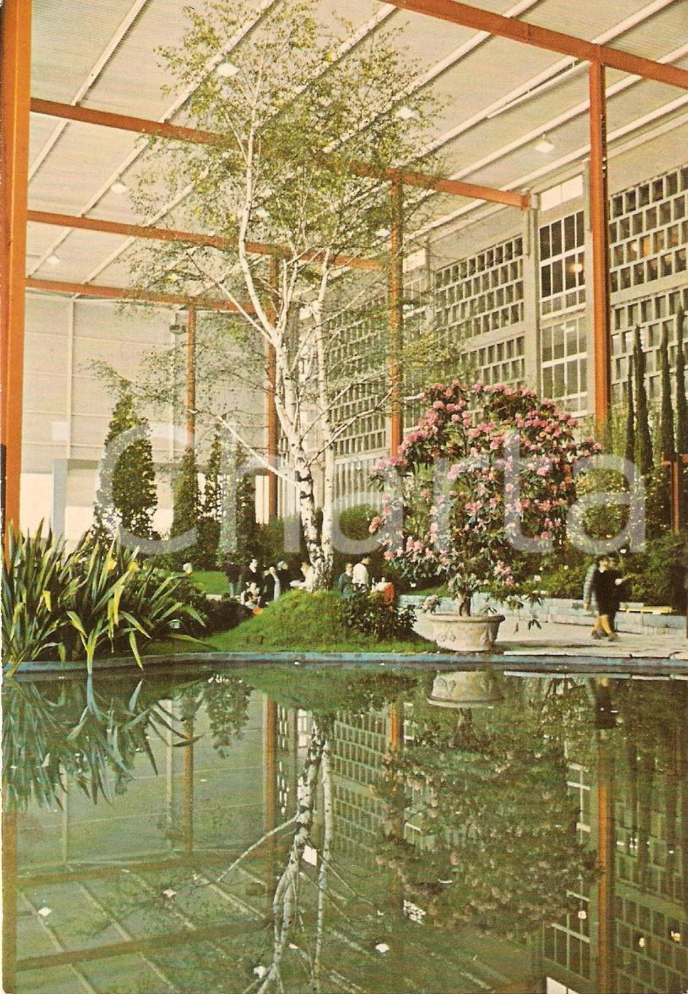 Cartolina originale da collezione 1976 GENOVA Fiera EUROFLORA Esposizione fiori Betulla ANIMATA *Cartolina 1 1