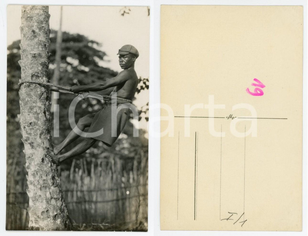 1940 ca AFRICA CONGO BELGA Agricoltura - Indigeno raccoglitore - Foto 9x14 cm  Fotografia originale d'epoca, in formato cartolina postale.Numero a pennarello al verso (19).  GOOD/buono  FORMATO: 9x14 cm originale e autentica 1