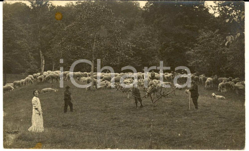 1912 Area di MARCHIROLO Famiglia PELLA con pecore al pascolo *Foto cartolina  Fotografia d'epoca, in formato cartolina postale.  CONDIZIONI: FAIR (2 piccole macchie)      originale e autentica 1