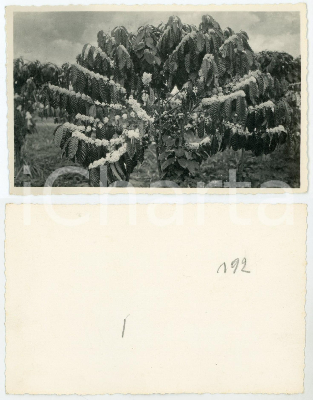 1930 ca C. ZAGOURSKI «L'Afrique qui disparaît» Caféier en fleurs ^Postcard  Fotocartolina postale d'epoca, appartenente alla serie &laquo;L'Afrique qui dispara&icirc;t&raquo; del fotografo Casimir Zagourski (L&eacute;opoldville).Non viaggiata.CONDIZIONI: GFORMATO: 14x9 cm     originale e autentica 1