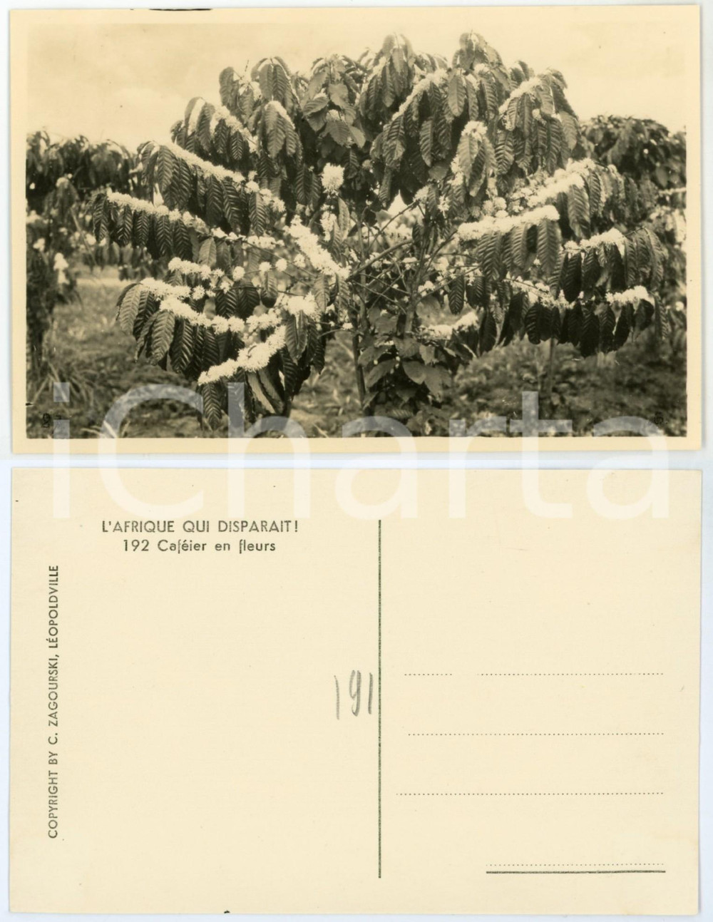 Cartolina originale da collezione 1930 ca C. ZAGOURSKI «L Afrique qui disparaît» Caféier en fleurs Postcard 1