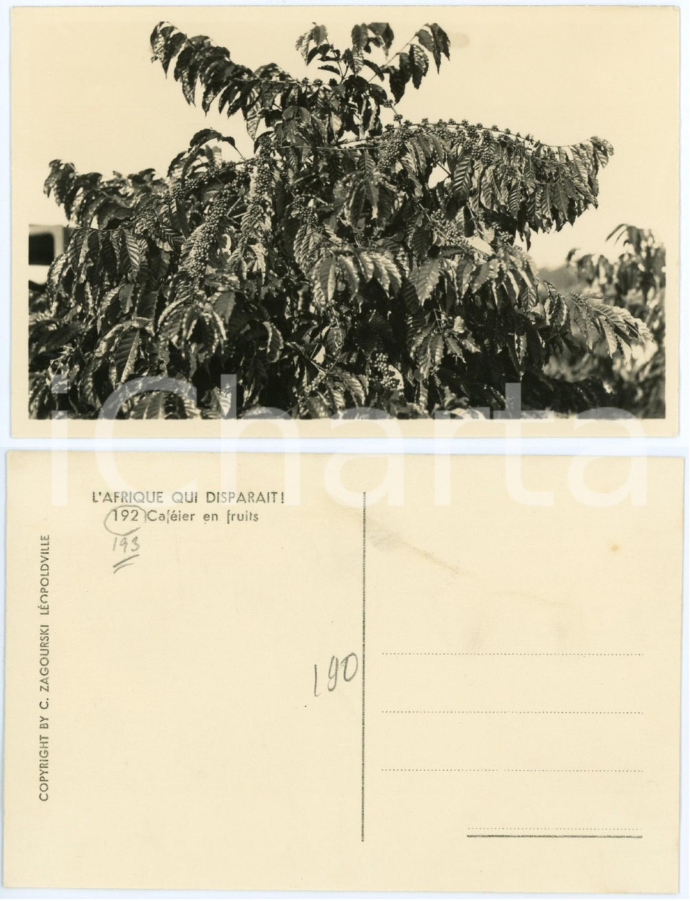 Cartolina originale da collezione 1930 ca C. ZAGOURSKI «L Afrique qui disparaît» Caféier en fruits  Postcard 1