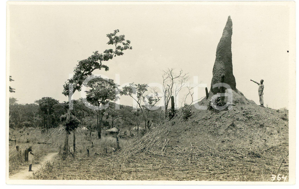 Fotografia d epoca originale 1930 ca CONGO BELGE  KATANGA  Termitière Photo L. GABRIEL 364 1