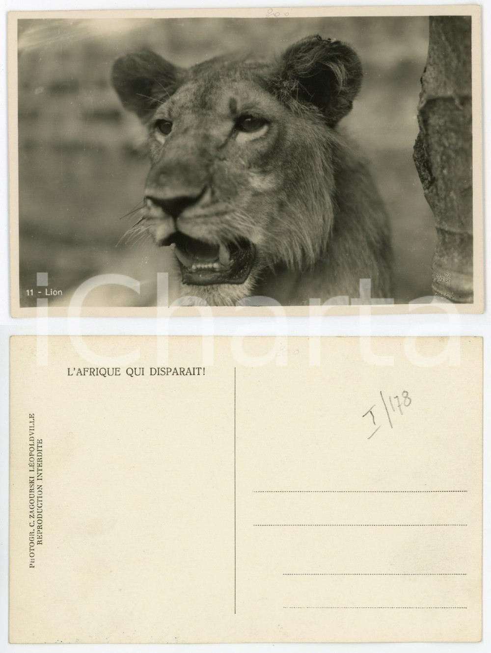 1930 ca C. ZAGOURSKI «L'Afrique qui disparaît» Un lion - Postcard n°176  Fotocartolina postale d'epoca, appartenente alla serie &laquo;L'Afrique qui dispara&icirc;t&raquo; del fotografo Casimir Zagourski (L&eacute;opoldville).N&deg; 176, non viaggiata.CONDIZIONI: G FORMATO: 14x9 cm     originale e autentica 1