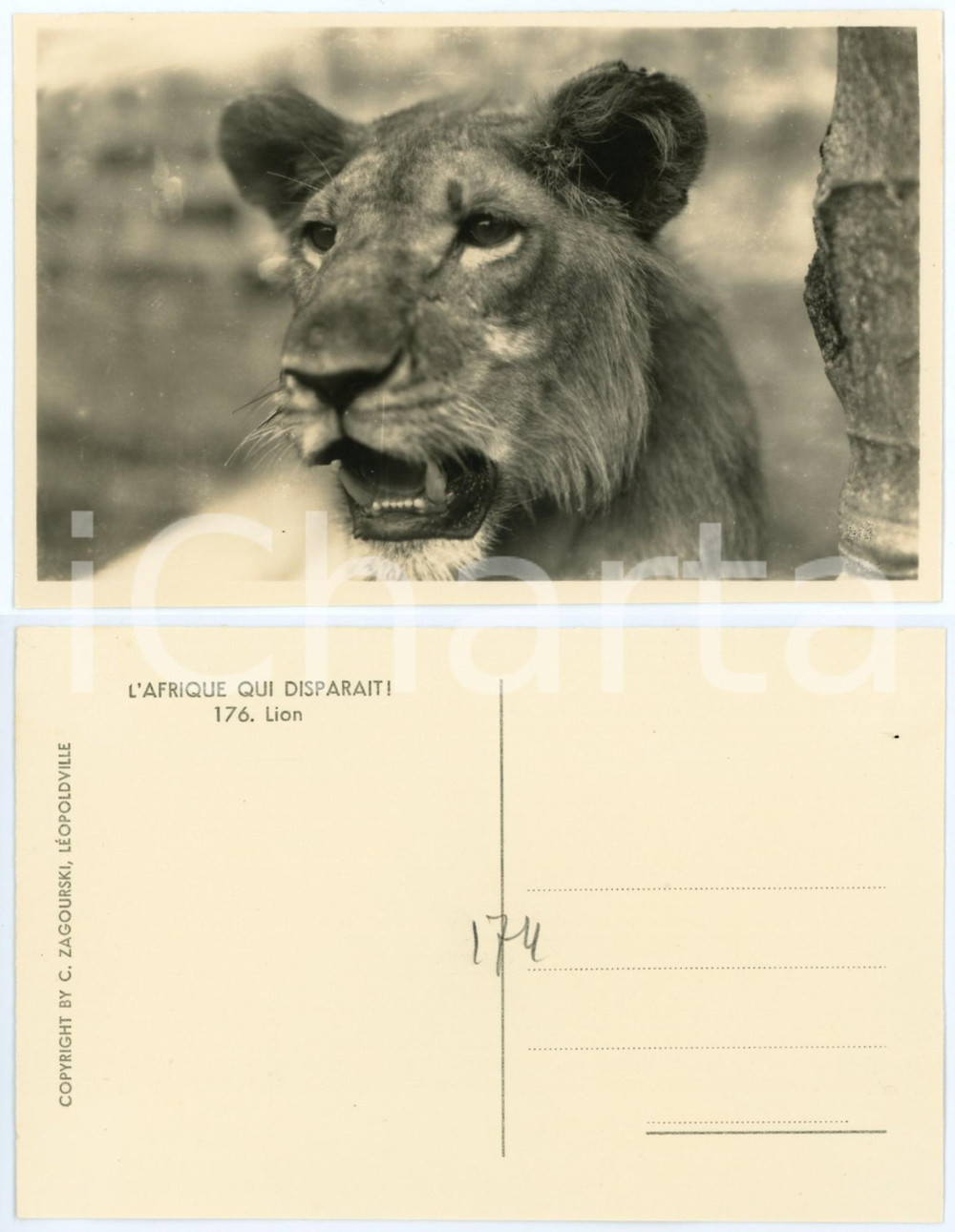 Cartolina originale da collezione 1930 ca C. ZAGOURSKI «L Afrique qui disparaît» Un lion  Postcard n.176 1