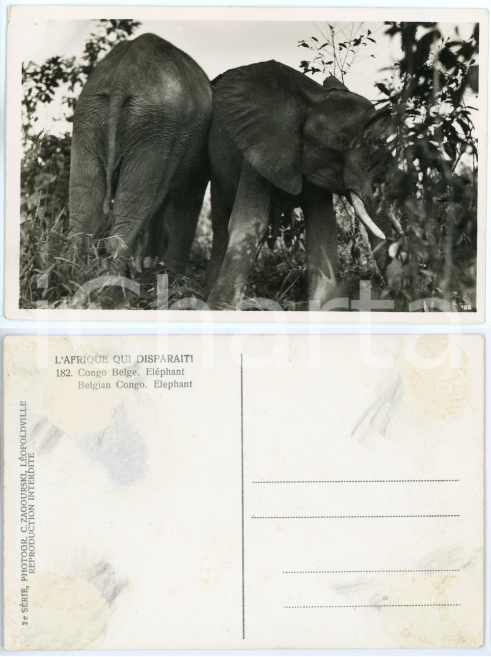Cartolina originale da collezione 1930 ca C. ZAGOURSKI «L Afrique qui disparaît» CONGO BELGE  Eléphant Postcard 1
