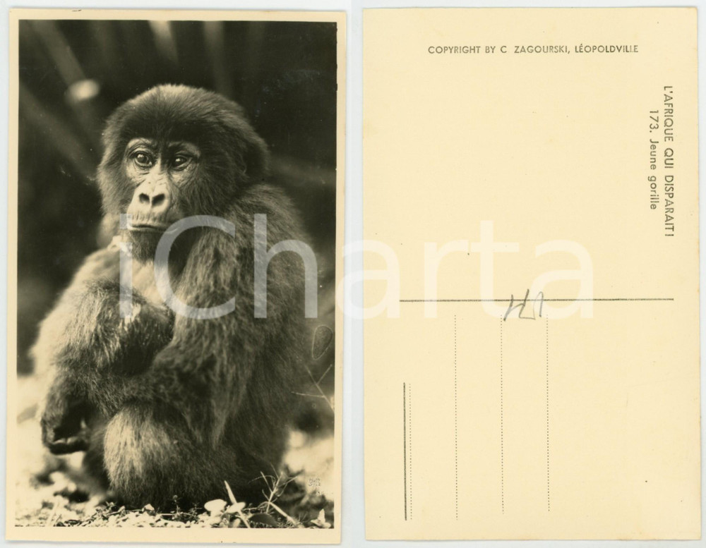 Cartolina originale da collezione 1930 ca C. ZAGOURSKI «L Afrique qui disparaît» Jeune gorille  Postcard 173 1