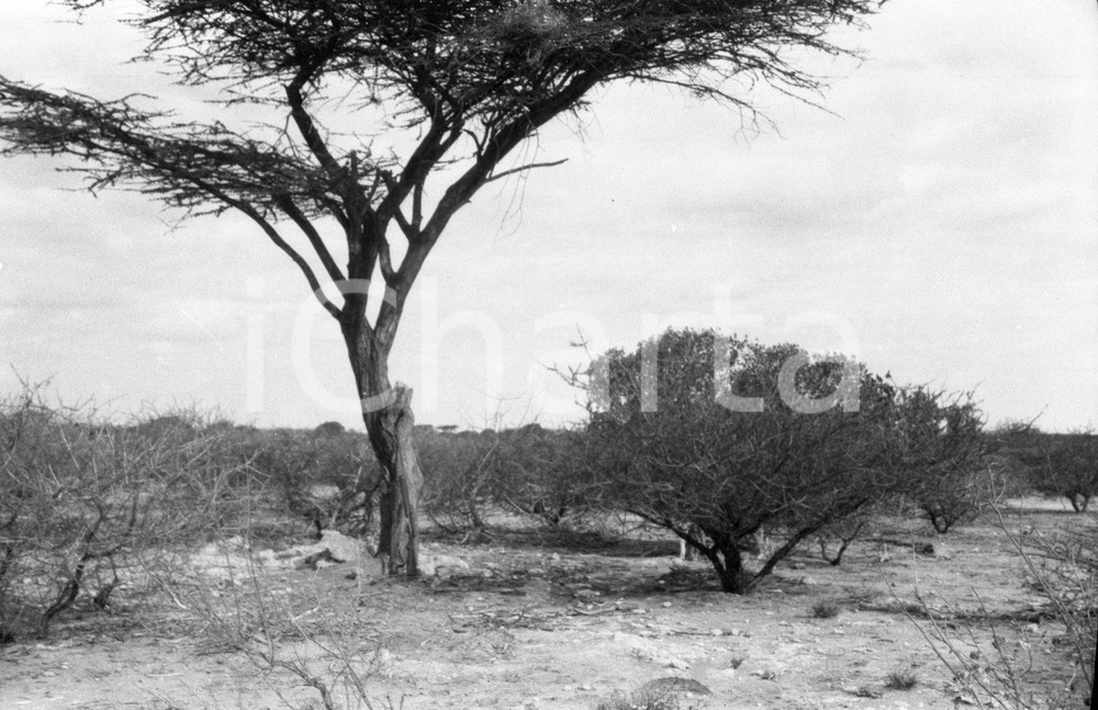 1936 LIBIA viaggo in Fezzan di Giuseppe SCORTECCI NEGATIVO ORIGINALE 3 Negativo originale in bianco e nero su pellicola.  E' SEVERAMENTE VIETATA LA RIPRODUZIONE.TUTTI I DIRITTI SONO RISERVATI.ICharta mette in vendita, sul negozio eBay e in esclusiva sul sito "icharta" il proprio archivio composto da numerose diapositive e negativi fotografici d'epoca, tutti originali e autentici.Si tratta di uno sguardo inedito sull'attualità, la politica, la vita quotidiana, il gossip e la cultura, che fotografa il cambiamento della nazione (e non solo) tra il 1890 ed il 1990 circa. Un'occasione unica per il mercato del collezionismo, che vede finalmente disponibile un archivio eccezionale per vastità, tematiche e condizioni, in un settore (il negativo fotografico e la diapositiva) di assoluta novità e dalle interessanti prospettive di investimento. CONDIZIONI:FAIR/discretoFORMATO: cm 6 x 9 originale e autentica 1