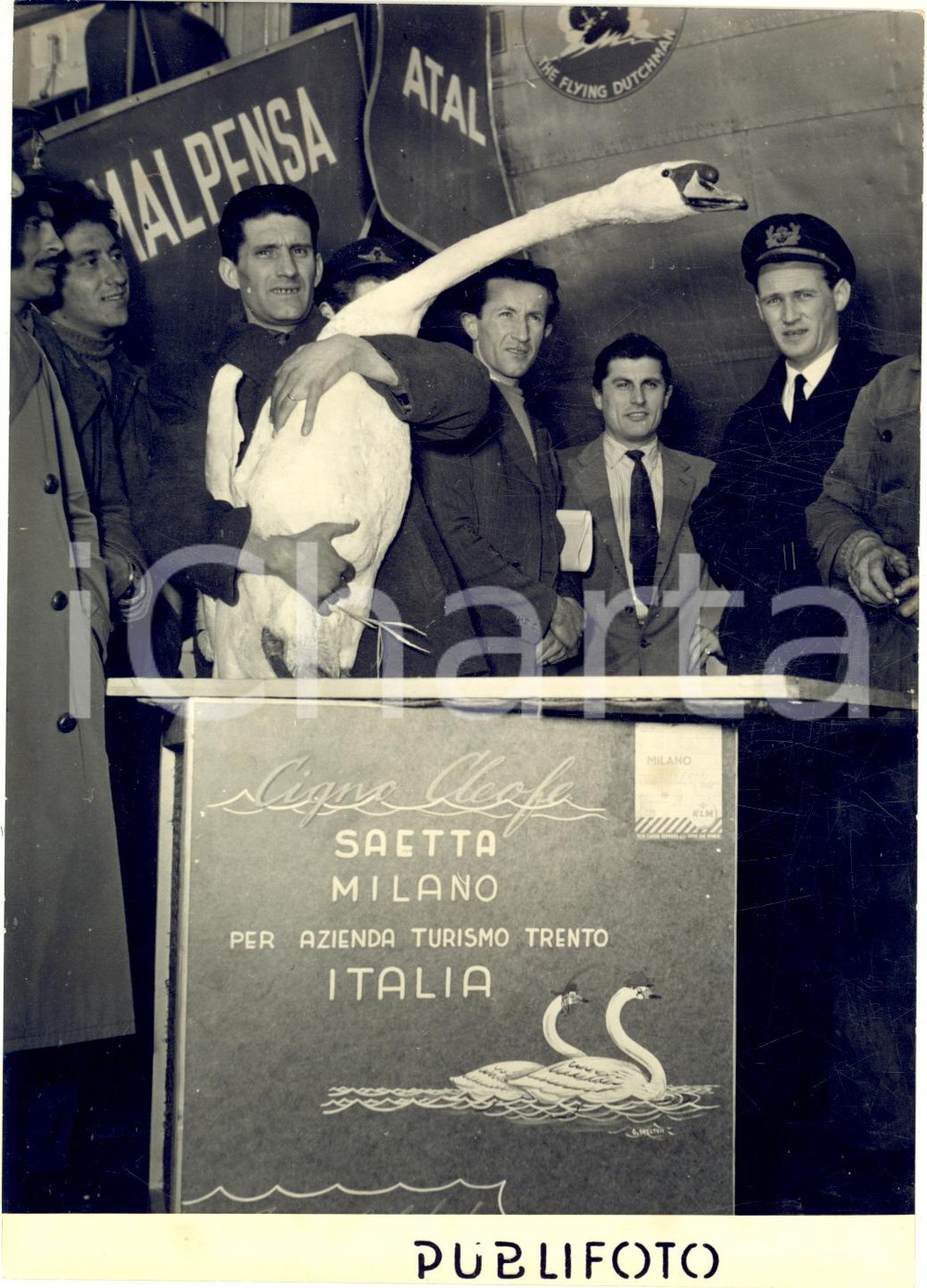 1954 MILANO MALPENSA Arrivo cigno CLEOFE per accoppiamento allo zoo di Trento Fotografia d'epoca con didascalia coeva.  CONDIZIONI: G (ma sovraimpressione circolare)FORMATO: 13x18 cm      originale e autentica 1