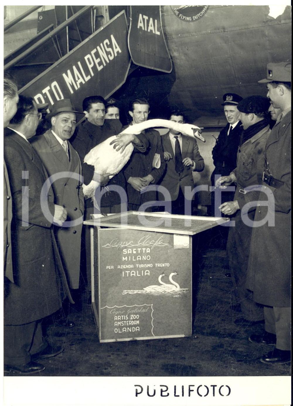 1954 MILANO MALPENSA Arrivo cigno olandese CLEOFE per accoppiamento allo zoo Fotografia d'epoca con didascalia coeva.  CONDIZIONI: POOR (mancanza di pellicola all'angolo superiore destro e lieve sovraimpressione)FORMATO: 13x18 cm      originale e autentica 1