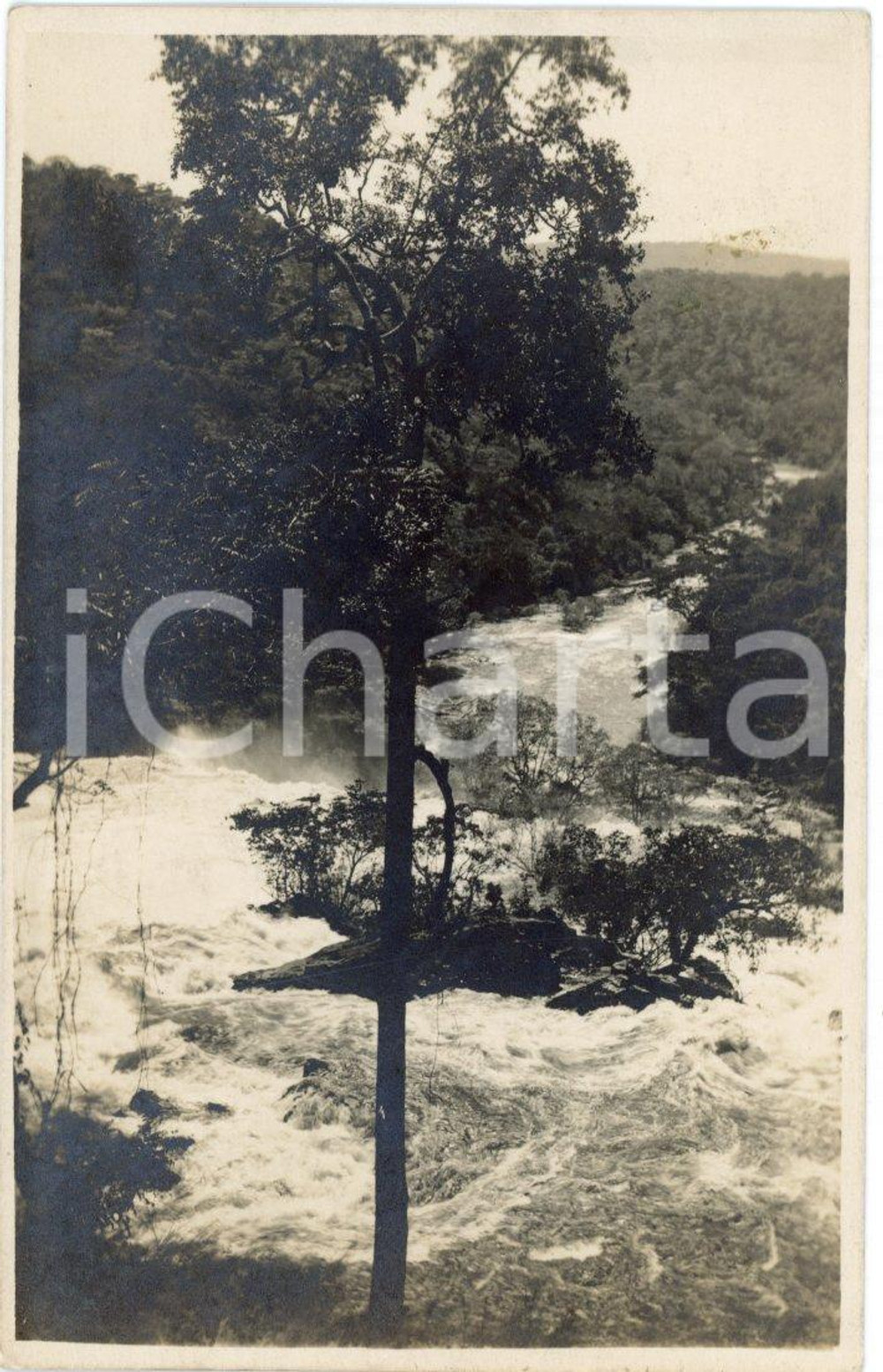 Fotografia d epoca originale 1930 ca CONGO BELGE Rivière PANDA  Arbre  Photo Léopold GABRIEL n°79 1