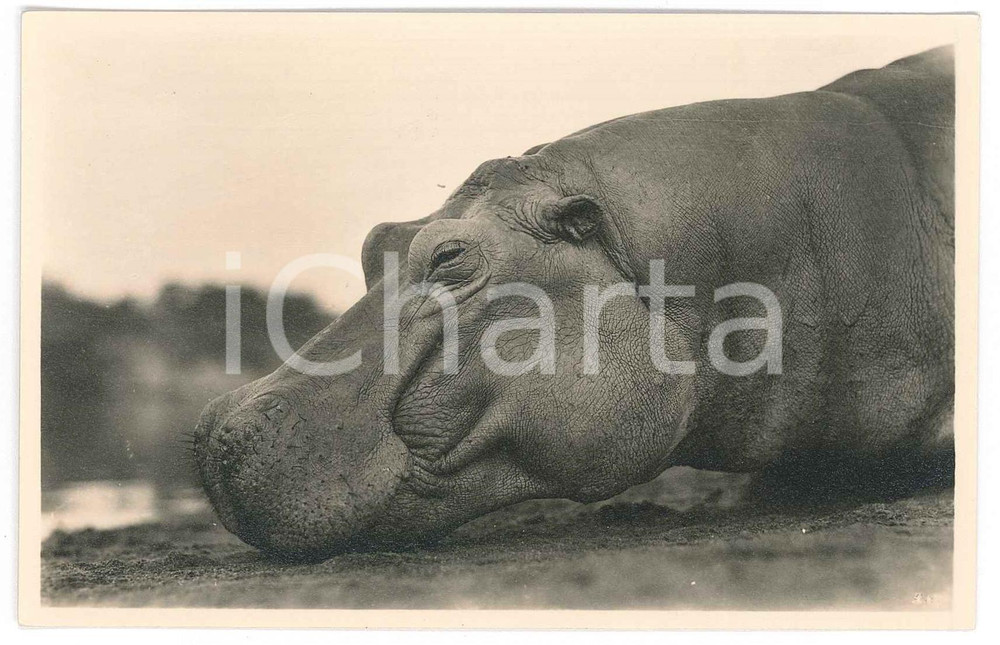 1930 C. ZAGOURSKI «L'Afrique qui disparaît» Hippopotame - Postcard n°172  Fotocartolina postale d'epoca, appartenente alla serie &laquo;L'Afrique qui dispara&icirc;t&raquo; del fotografo Casimir Zagourski (L&eacute;opoldville).N&deg; 172, non viaggiata.CONDIZIONI: G FORMATO: 14x9 cm     originale e autentica 1