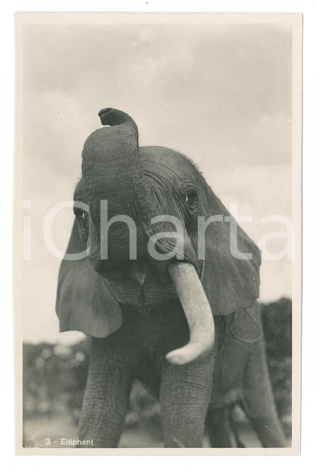 1930 ca C. ZAGOURSKI «L'Afrique qui disparaît»  Eléphant ^Postcard 168  Fotocartolina postale d'epoca, appartenente alla serie &laquo;L'Afrique qui dispara&icirc;t&raquo; del fotografo Casimir Zagourski (L&eacute;opoldville).N&deg; 168, non viaggiata.CONDIZIONI: G FORMATO: 9x14 cm     originale e autentica 1
