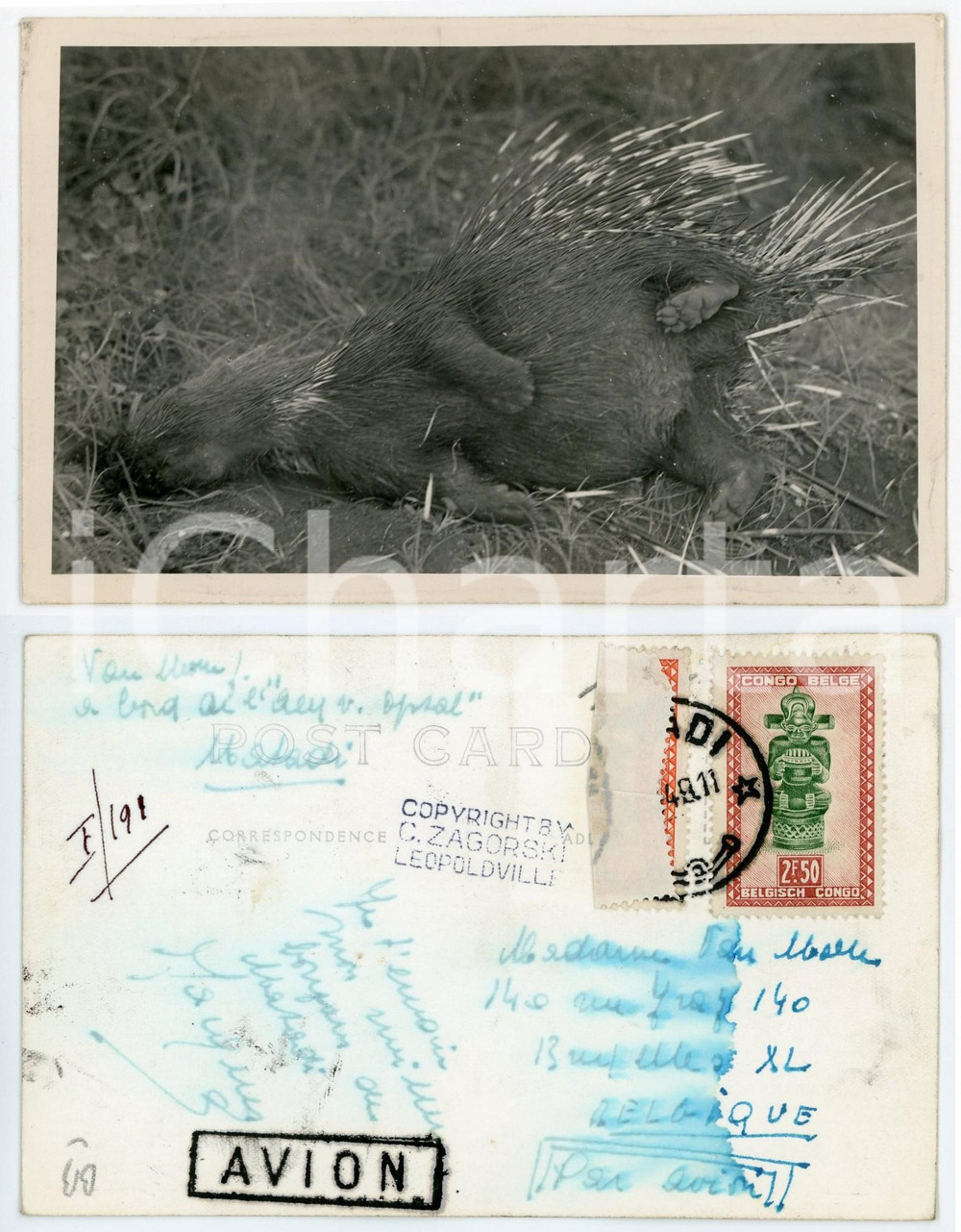 1930 C. ZAGOURSKI «L'Afrique qui disparaît» KENIA Porc-épic *Postcard n.191  Fotocartolina postale d'epoca, appartenente alla 2^serie &laquo;L'Afrique qui dispara&icirc;t&raquo; del fotografo Casimir Zagourski (L&eacute;opoldville).N&deg;191, viaggiata.CONDIZIONI: FAIR (profonde ondulature)FORMATO: 14x9 cm     originale e autentica 1