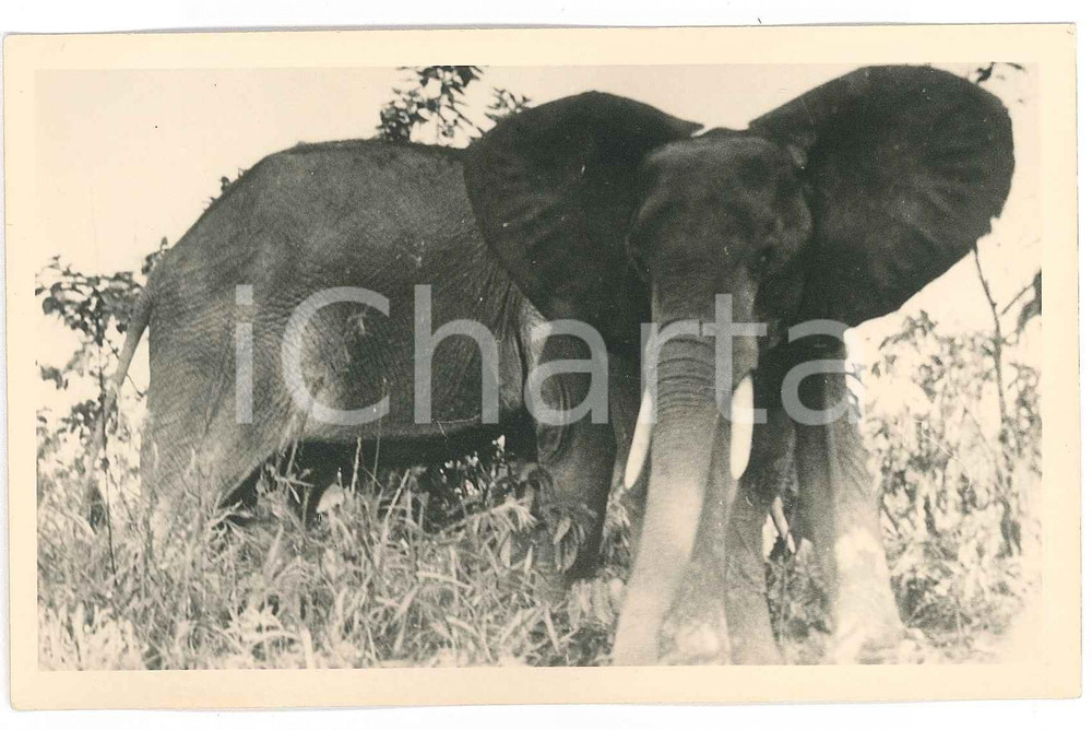 1930 ca ZAGOURSKI «L'Afrique qui disparaît» CONGO BELGE - Eléphants *Postcard  Fotocartolina postale d'epoca, appartenente alla 2a serie &laquo;L'Afrique qui dispara&icirc;t&raquo; del fotografo Casimir Zagourski (L&eacute;opoldville).N&deg; 184, non viaggiata.Al verso timbro: "Henri Nicaise Photographe - Namur"CONDIZIONI: GFORMATO: 14x9 cm     originale e autentica 1