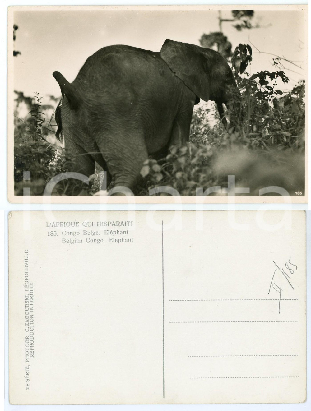 Cartolina originale da collezione 1930 ca ZAGOURSKI «L Afrique qui disparaît» CONGO BELGE Eléphant Postcard 185 1