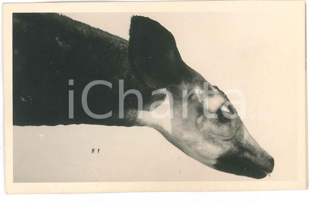 1930 ca C. ZAGOURSKI «L'Afrique qui disparaît» CONGO BELGE - Okapi *Postcard 179  Fotocartolina postale d'epoca, appartenente alla 2a serie &laquo;L'Afrique qui dispara&icirc;t&raquo; del fotografo Casimir Zagourski (L&eacute;opoldville).N&deg; 179, non viaggiata.Al verso timbro: "Henri Nicaise Photographe - Namur"CONDIZIONI: GFORMATO: 14x9 cm     originale e autentica 1