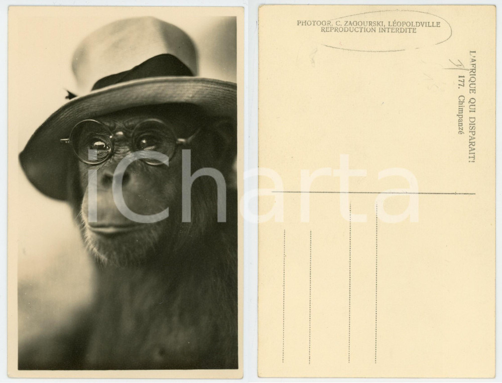 1930 ca C. ZAGOURSKI «L'Afrique qui disparaît» Chimpanzé avec des lunettes n°175  Fotocartolina postale d'epoca, appartenente alla serie &laquo;L'Afrique qui dispara&icirc;t&raquo; del fotografo Casimir Zagourski (L&eacute;opoldville).N&deg; 175, non viaggiata.CONDIZIONI: G FORMATO: 9x14 cm     originale e autentica 1