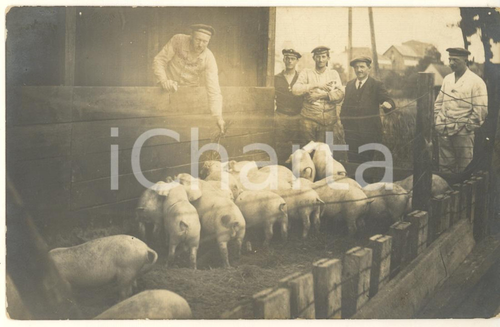 Fotografia d epoca originale 1915 ca WW1 FIANDRE Maiali dei Marinekorps Flandern Foto cartolina 14x9 cm 1