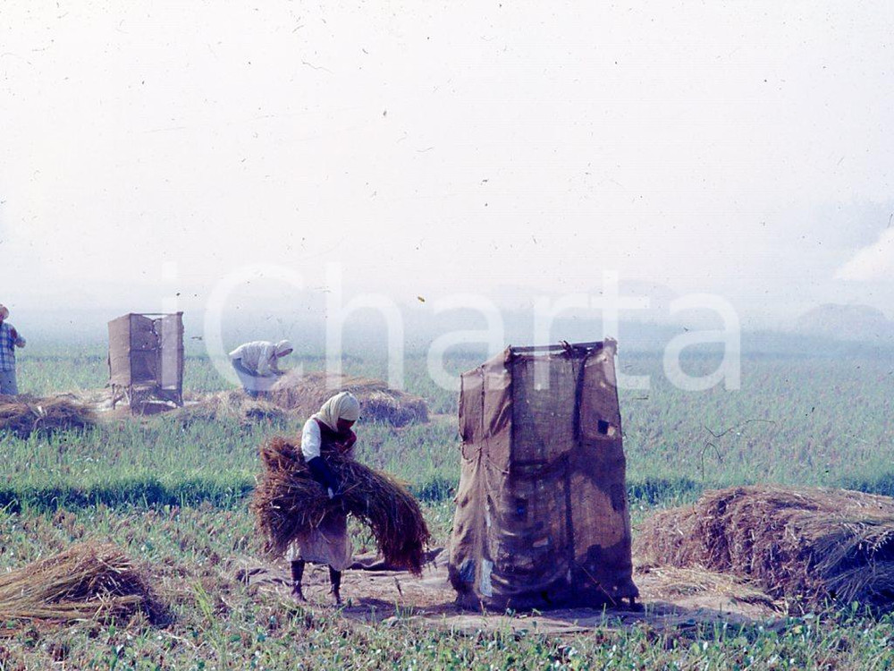 MAY 1963 Life in China - rice crops *35mm vintage slide Diapositiva originale, in formato 35 mm.Per i diritti rivolgersi a ICharta.ICharta mette in vendita, sul negozio eBay e in esclusiva sul sito "icharta" il proprio archivio composto da numerose diapositive e negativi fotografici d'epoca, tutti originali e autentici.Si tratta di uno sguardo inedito sull'attualità, la politica, la vita quotidiana, il gossip e la cultura, che fotografa il cambiamento della nazione (e non solo) tra il 1890 ed il 1990 circa. Un'occasione unica per il mercato del collezionismo, che vede finalmente disponibile un archivio eccezionale per vastità, tematiche e condizioni, in un settore (il negativo fotografico e la diapositiva) di assoluta novità e dalle interessanti prospettive di investimento. CONDIZIONI:FAIR/discreto Lievi macchieFORMATO: 35mm originale e autentica 1