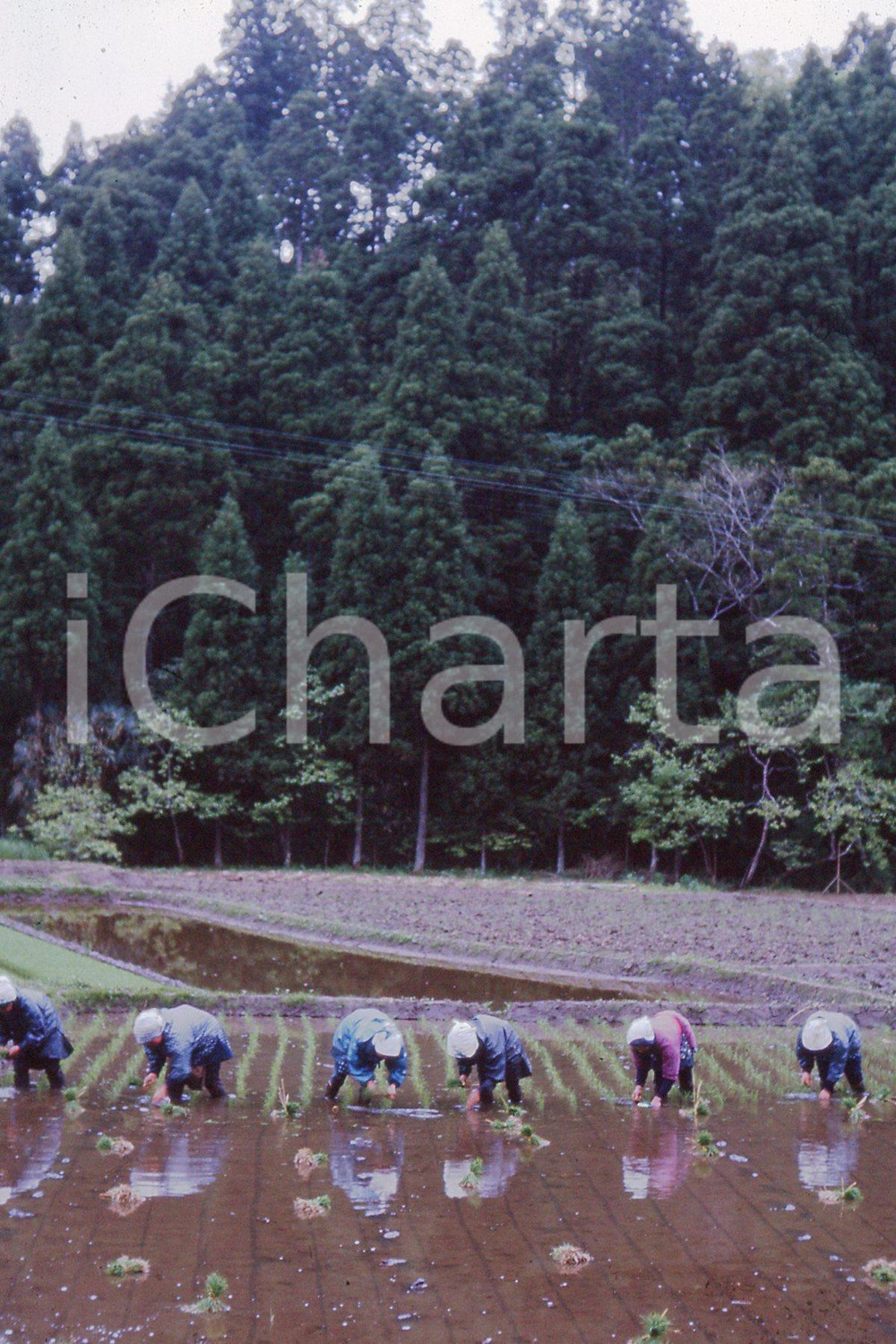 MAY 1963 Life in China - rice crops *35mm vintage slide 1 Diapositiva originale, in formato 35 mm.Per i diritti rivolgersi a ICharta.ICharta mette in vendita, sul negozio eBay e in esclusiva sul sito "icharta" il proprio archivio composto da numerose diapositive e negativi fotografici d'epoca, tutti originali e autentici.Si tratta di uno sguardo inedito sull'attualità, la politica, la vita quotidiana, il gossip e la cultura, che fotografa il cambiamento della nazione (e non solo) tra il 1890 ed il 1990 circa. Un'occasione unica per il mercato del collezionismo, che vede finalmente disponibile un archivio eccezionale per vastità, tematiche e condizioni, in un settore (il negativo fotografico e la diapositiva) di assoluta novità e dalle interessanti prospettive di investimento. CONDIZIONI:FAIR/discreto Lievi macchieFORMATO: 35mm originale e autentica 1