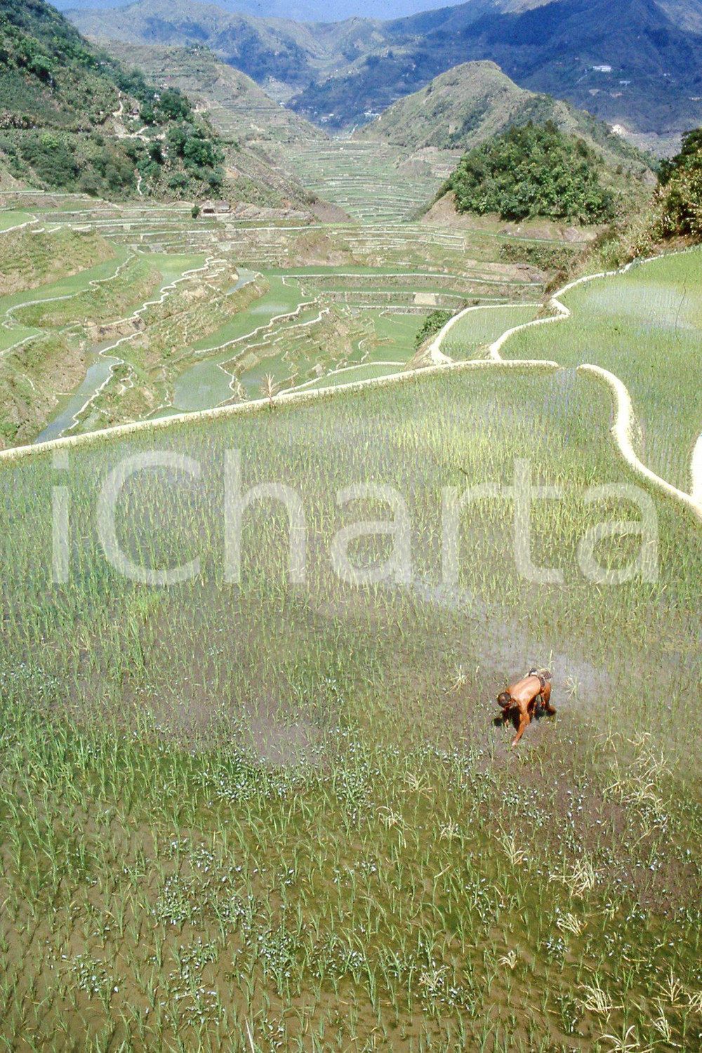 MAY 1963 Life in China - rice crops *35mm vintage slide 2 Diapositiva originale, in formato 35 mm.Per i diritti rivolgersi a ICharta.ICharta mette in vendita, sul negozio eBay e in esclusiva sul sito "icharta" il proprio archivio composto da numerose diapositive e negativi fotografici d'epoca, tutti originali e autentici.Si tratta di uno sguardo inedito sull'attualità, la politica, la vita quotidiana, il gossip e la cultura, che fotografa il cambiamento della nazione (e non solo) tra il 1890 ed il 1990 circa. Un'occasione unica per il mercato del collezionismo, che vede finalmente disponibile un archivio eccezionale per vastità, tematiche e condizioni, in un settore (il negativo fotografico e la diapositiva) di assoluta novità e dalle interessanti prospettive di investimento. CONDIZIONI:FAIR/discretoFORMATO: 35mm originale e autentica 1