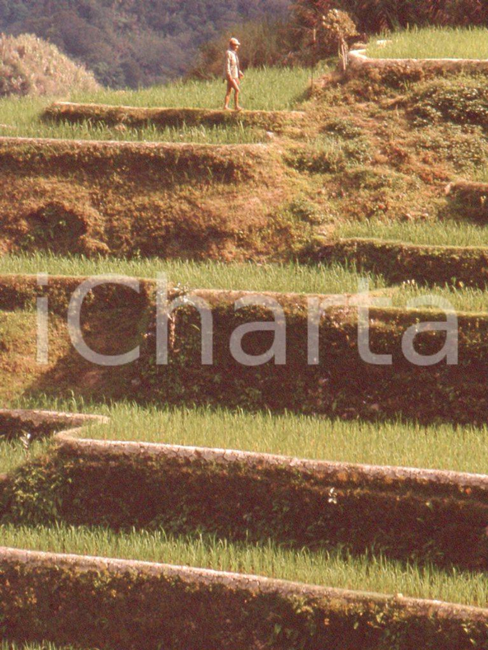 MAY 1963 Life in China - rice crops *35mm vintage slide 4 Diapositiva originale, in formato 35 mm.Per i diritti rivolgersi a ICharta.ICharta mette in vendita, sul negozio eBay e in esclusiva sul sito "icharta" il proprio archivio composto da numerose diapositive e negativi fotografici d'epoca, tutti originali e autentici.Si tratta di uno sguardo inedito sull'attualità, la politica, la vita quotidiana, il gossip e la cultura, che fotografa il cambiamento della nazione (e non solo) tra il 1890 ed il 1990 circa. Un'occasione unica per il mercato del collezionismo, che vede finalmente disponibile un archivio eccezionale per vastità, tematiche e condizioni, in un settore (il negativo fotografico e la diapositiva) di assoluta novità e dalle interessanti prospettive di investimento. CONDIZIONI:FAIR/discretoFORMATO: 35mm originale e autentica 1