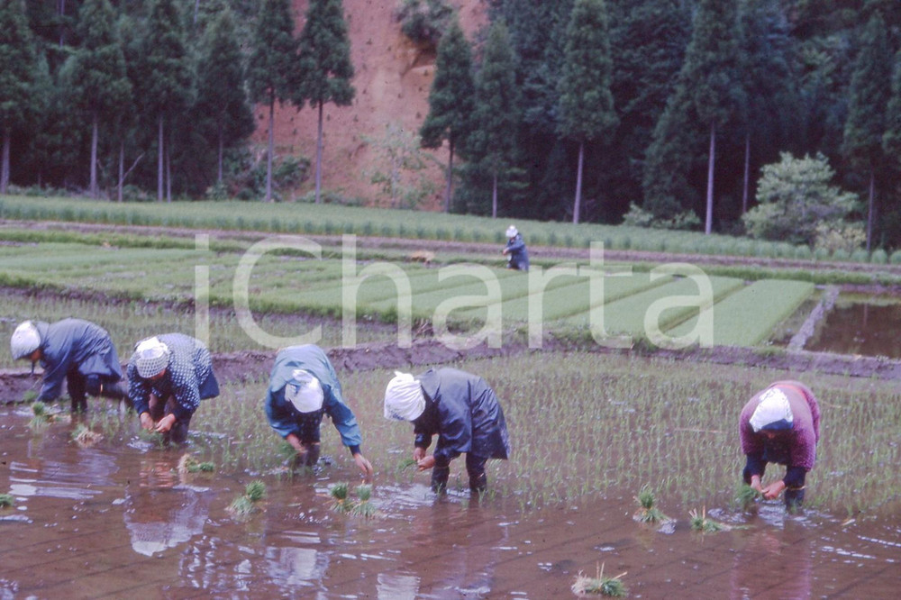 MAY 1963 Life in China - rice crops *35mm vintage slide 6 Diapositiva originale, in formato 35 mm.Per i diritti rivolgersi a ICharta.ICharta mette in vendita, sul negozio eBay e in esclusiva sul sito "icharta" il proprio archivio composto da numerose diapositive e negativi fotografici d'epoca, tutti originali e autentici.Si tratta di uno sguardo inedito sull'attualità, la politica, la vita quotidiana, il gossip e la cultura, che fotografa il cambiamento della nazione (e non solo) tra il 1890 ed il 1990 circa. Un'occasione unica per il mercato del collezionismo, che vede finalmente disponibile un archivio eccezionale per vastità, tematiche e condizioni, in un settore (il negativo fotografico e la diapositiva) di assoluta novità e dalle interessanti prospettive di investimento. CONDIZIONI:FAIR/discretoFORMATO: 35mm originale e autentica 1