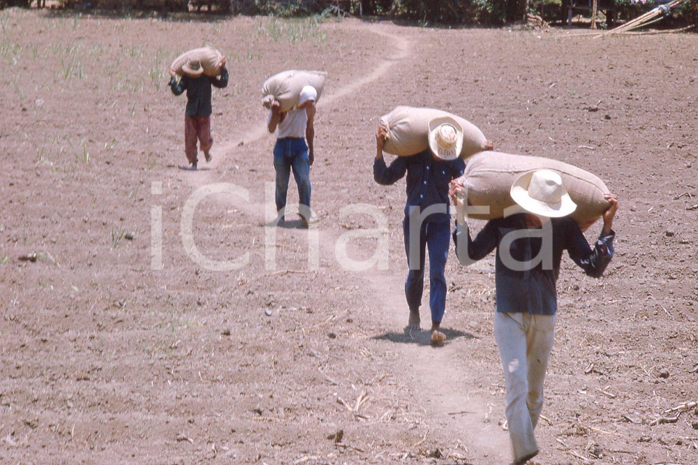 MAY 1963 Life in China - rice crops *35mm vintage slide 9 Diapositiva originale, in formato 35 mm.Per i diritti rivolgersi a ICharta.ICharta mette in vendita, sul negozio eBay e in esclusiva sul sito "icharta" il proprio archivio composto da numerose diapositive e negativi fotografici d'epoca, tutti originali e autentici.Si tratta di uno sguardo inedito sull'attualità, la politica, la vita quotidiana, il gossip e la cultura, che fotografa il cambiamento della nazione (e non solo) tra il 1890 ed il 1990 circa. Un'occasione unica per il mercato del collezionismo, che vede finalmente disponibile un archivio eccezionale per vastità, tematiche e condizioni, in un settore (il negativo fotografico e la diapositiva) di assoluta novità e dalle interessanti prospettive di investimento. CONDIZIONI:FAIR/discretoFORMATO: 35mm originale e autentica 1