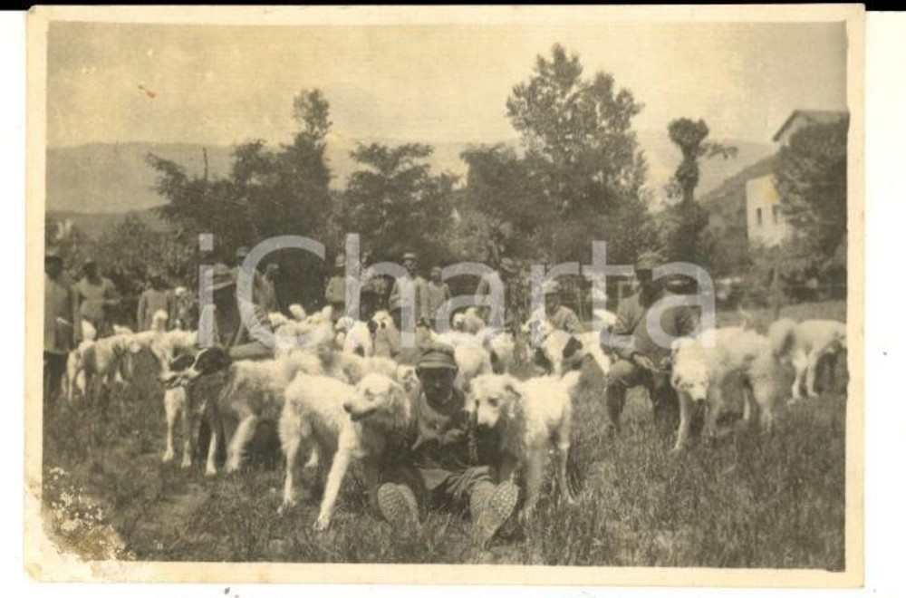 Fotografia d epoca originale 1915 ca WW1 SAN VITO AL TORRE Soldati con cani da pastore Foto CURIOSA 8x5 cm 1