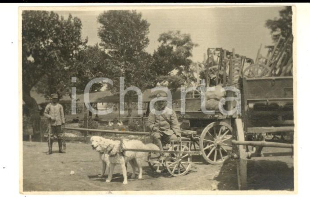 Fotografia d epoca originale 1915 ca WW1 SAN VITO AL TORRE Soldati con carretto trainato dai cani Foto 8x5 1