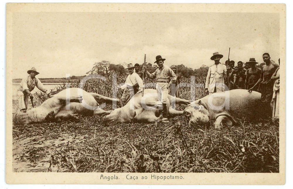 1924 ANGOLA - AFRICA Hippopotamus hunting - Carte postale FP NV Cartolina d'epoca, non viaggiata ma con messaggio manoscritto al verso. CONDIZIONI:FAIR/discreto lievi brunitureFORMATO: 14x8 cm originale e autentica 1