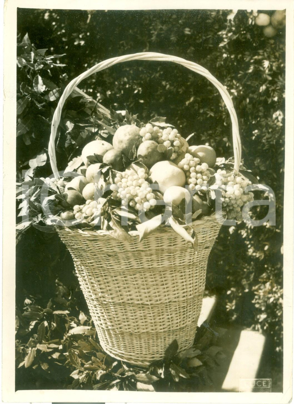 Fotografia d epoca originale 1938 MILANO ? Natura morta Cesta di frutta alla mostra di frutticoltura Foto 1