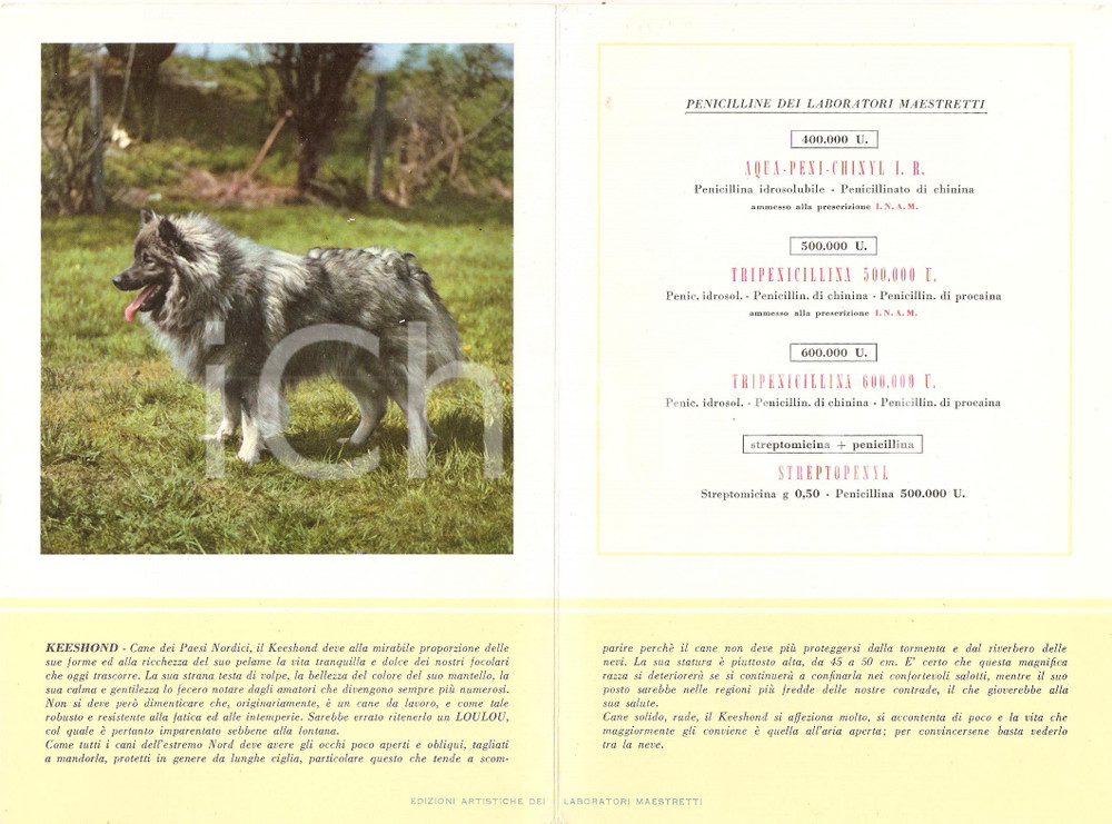 Materiale pubblicitario d’epoca 1965 ca MILANO Laboratori MAESTRETTI Penicillina  Scheda Razza KEESHOND 13x20 1