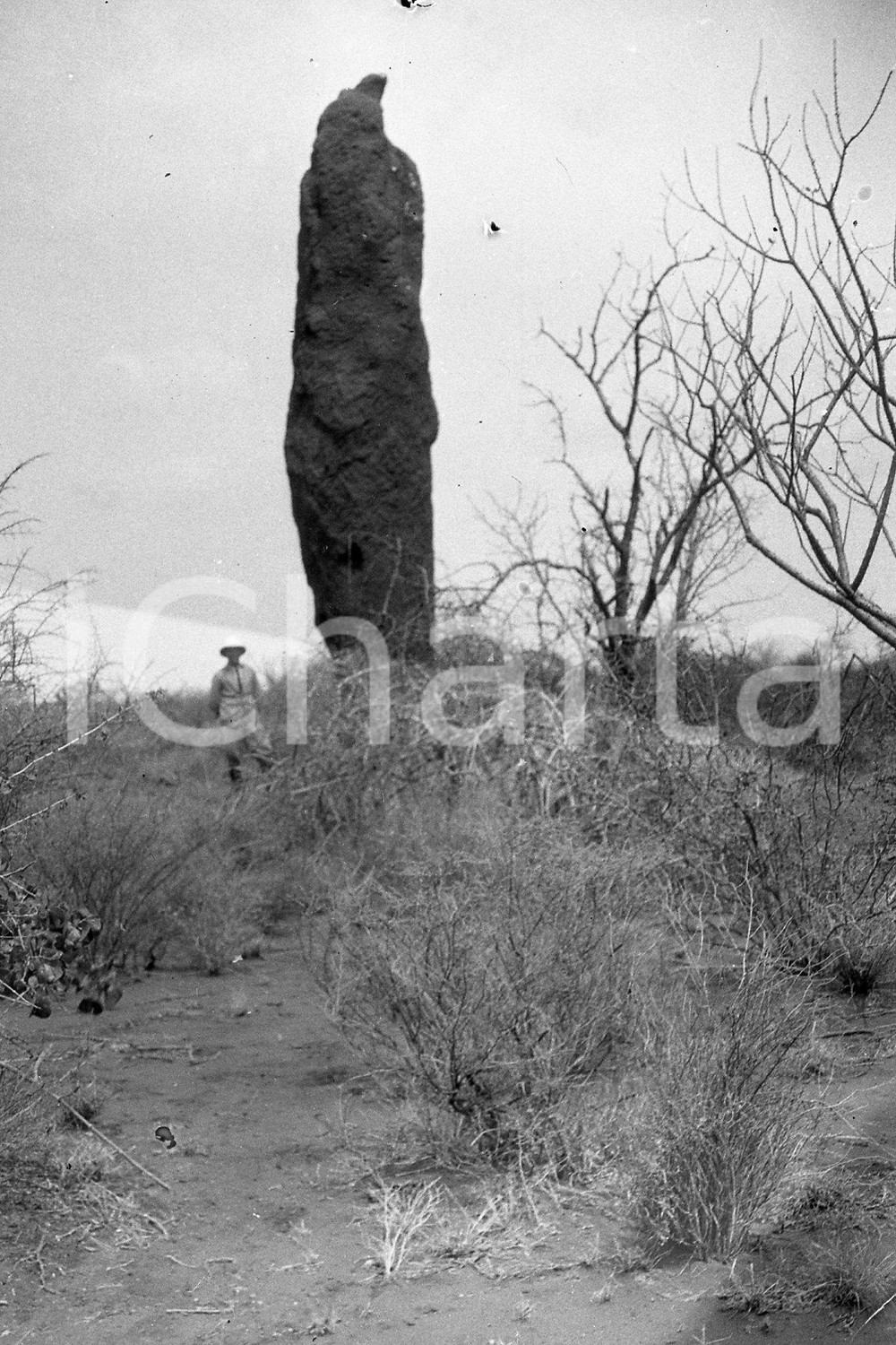 Fotografia d epoca originale 1920? AFRICA HAMPTON WILDMAN PARKER S EXPEDITION Negativo originale 1