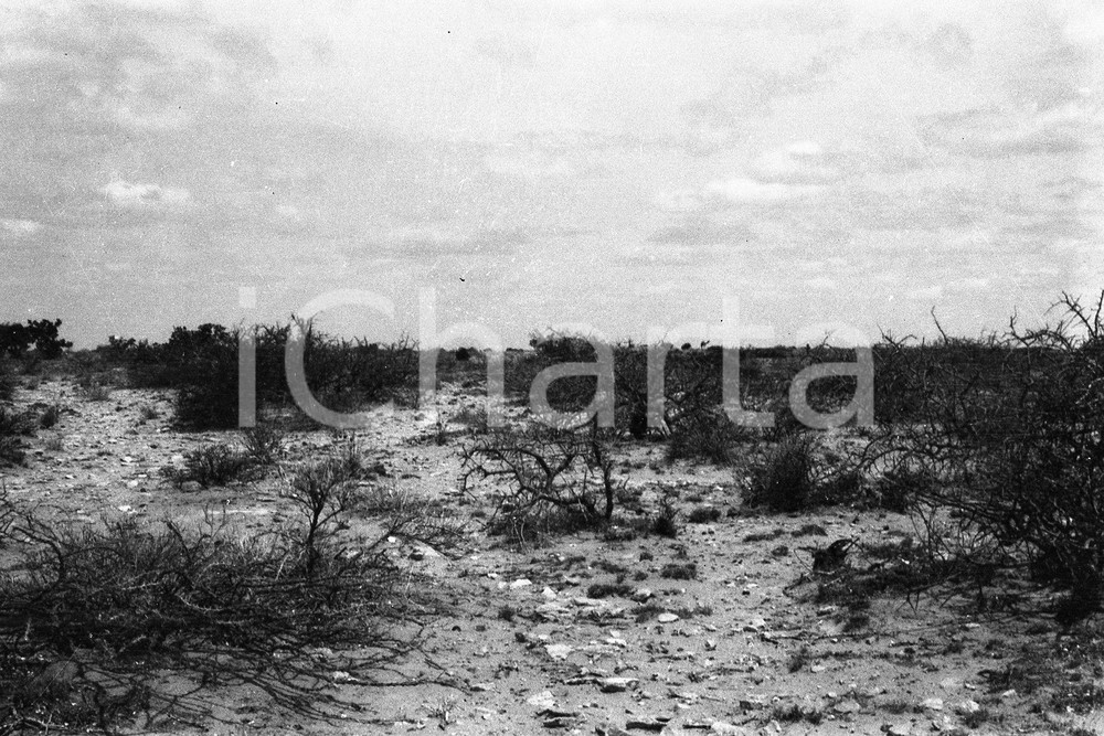 Fotografia d epoca originale 1920? AFRICA HAMPTON WILDMAN PARKER S EXPEDITION Negativo originale 12 1