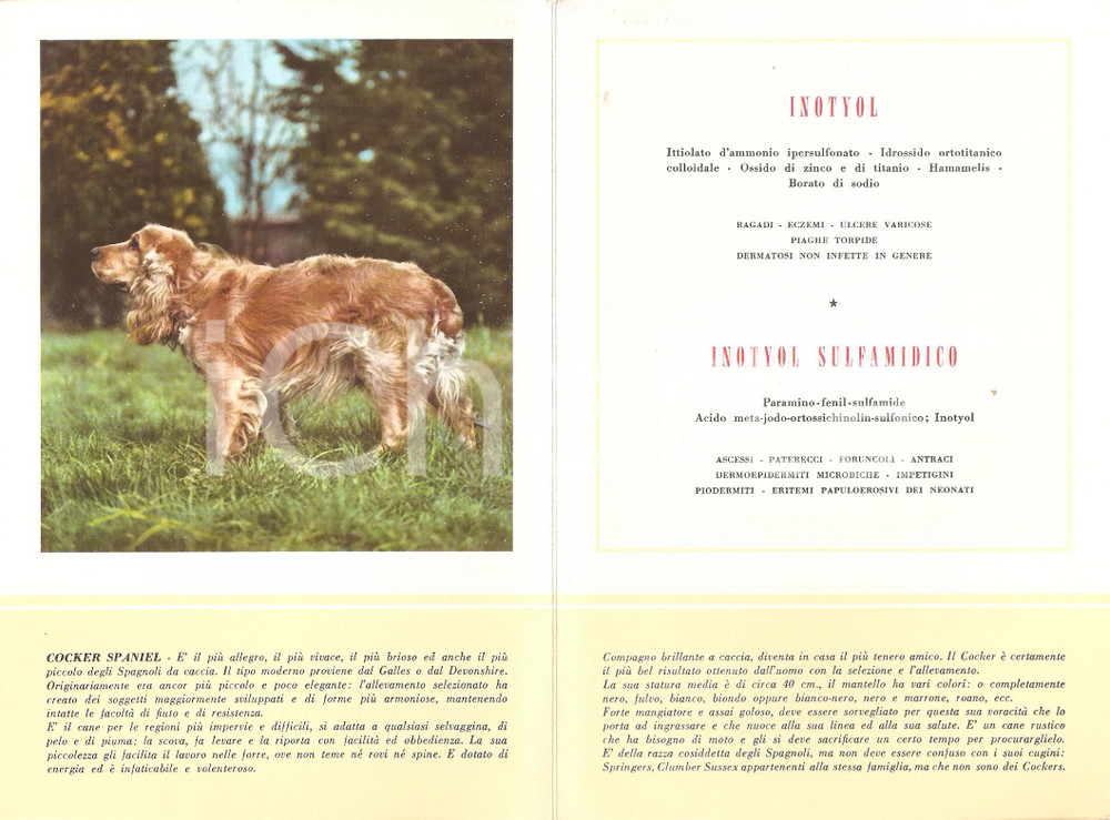 Materiale pubblicitario d’epoca 1956 MILANO Laboratori MAESTRETTI Inotyol  Scheda Razza COCKER SPANIEL 2 1