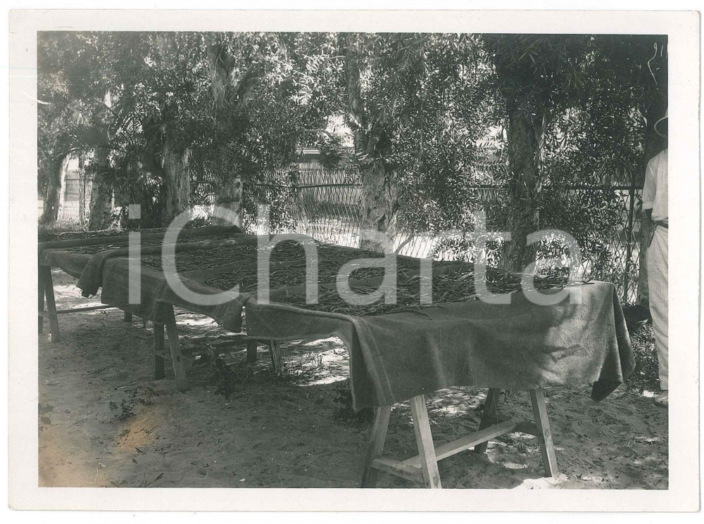 Fotografia d epoca originale 1935 ca MADAGASCAR  AGRICOLTURA  Raccolta della vaniglia Foto 18x13 1