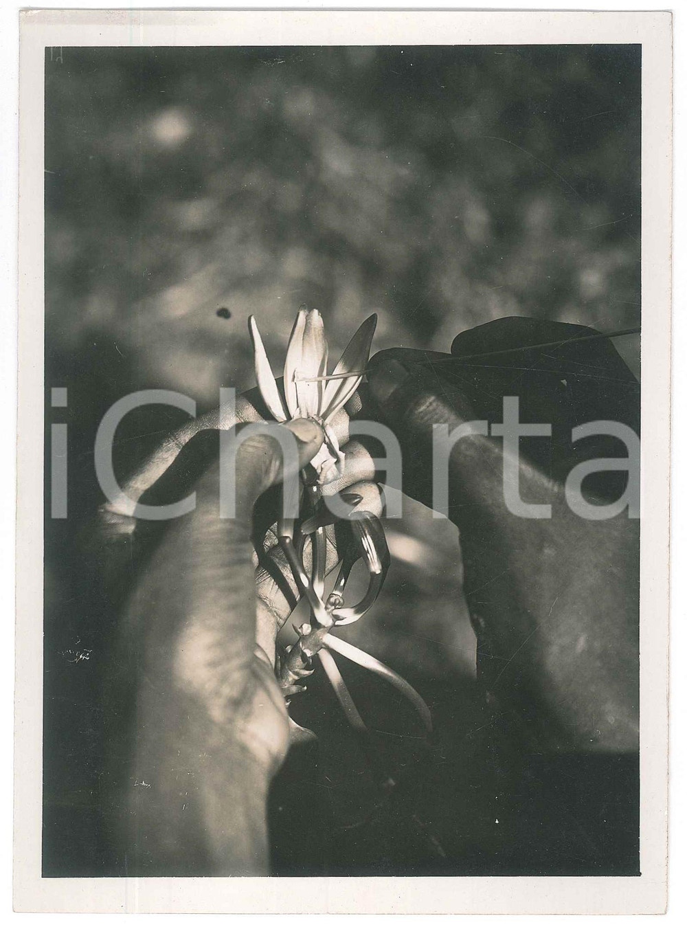 Fotografia d epoca originale 1935 ca MADAGASCAR AGRICOLTURA  Impollinazione della vaniglia Foto 1