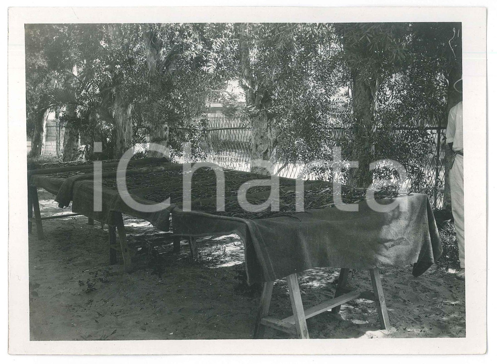 Fotografia d epoca originale 1935 ca MADAGASCAR  AGRICOLTURA  Raccolta della vaniglia  Foto 18x13 cm 1
