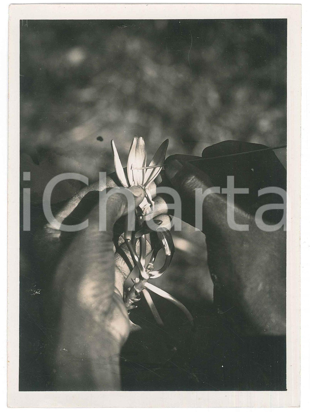Fotografia d epoca originale 1935 ca MADAGASCAR  AGRICOLTURA  Impollinazione della vaniglia Foto 1