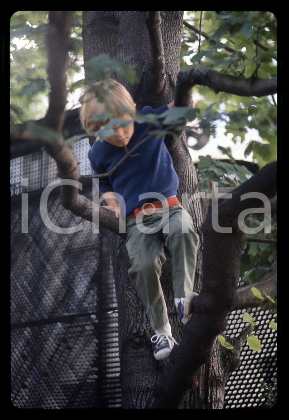 35mm vintage slide * 1969 CAP MARTIN Mark SHRIVER su albero in giardino Diapositiva d'epoca, in formato 35 mm.   CONDIZIONI: GOODE' severamente vietata la riproduzione. Tutti i diritti sono riservati. ICharta mette in vendita, sul negozio eBay e in esclusiva sul sito "icharta" il proprio archivio composto da numerose diapositive e negativi fotografici d'epoca, tutti originali e autentici, che attraversano la storia del costume italiano tra gli la fine degli anni Sessanta e Novanta.Si tratta di uno sguardo inedito sull'attualit&agrave;, la politica, la vita quotidiana, il gossip e la cultura, che fotografa il cambiamento della nazione in quest'ultimo scorcio del XX secolo. Un'occasione unica per il mercato del collezionismo, che vede finalmente disponibile un archivio eccezionale per vastit&agrave;, tematiche e condizioni, in un settore (il negativo fotografico e la diapositiva) di assoluta novit&agrave; e dalle interessanti prospettive di investimento.  originale e autentica 1