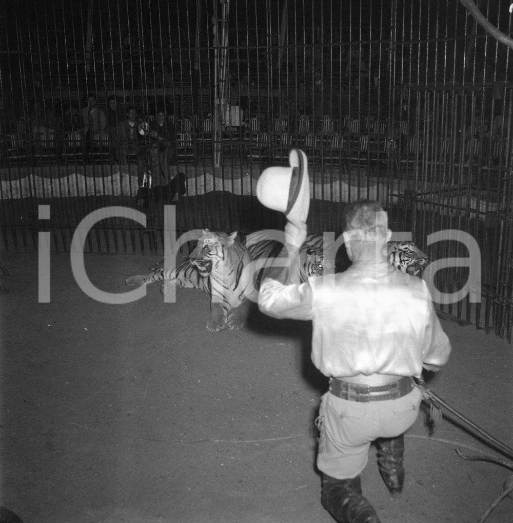1953 BRESCIA domatore Circo TOGNI nella gabbia con le tigri NEGATIVO ORIGINALE 2 Nel negativo il Circo Darix TogniNegativo originale in bianco e nero su pellicola.  E' SEVERAMENTE VIETATA LA RIPRODUZIONE.TUTTI I DIRITTI SONO RISERVATI.ICharta mette in vendita, sul negozio eBay e in esclusiva sul sito "icharta" il proprio archivio composto da numerose diapositive e negativi fotografici d'epoca, tutti originali e autentici.Si tratta di uno sguardo inedito sull'attualità, la politica, la vita quotidiana, il gossip e la cultura, che fotografa il cambiamento della nazione (e non solo) tra il 1890 ed il 1990 circa. Un'occasione unica per il mercato del collezionismo, che vede finalmente disponibile un archivio eccezionale per vastità, tematiche e condizioni, in un settore (il negativo fotografico e la diapositiva) di assoluta novità e dalle interessanti prospettive di investimento. CONDIZIONI:FAIR/discretoFORMATO: cm 6 x 6 originale e autentica 1
