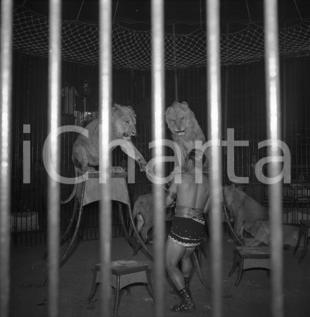 1953 BRESCIA Darix TOGNI nella gabbia con i leoni  NEGATIVO ORIGINALE 3 Nel negativo il Circo Darix TogniNegativo originale in bianco e nero su pellicola.  E' SEVERAMENTE VIETATA LA RIPRODUZIONE.TUTTI I DIRITTI SONO RISERVATI.ICharta mette in vendita, sul negozio eBay e in esclusiva sul sito "icharta" il proprio archivio composto da numerose diapositive e negativi fotografici d'epoca, tutti originali e autentici.Si tratta di uno sguardo inedito sull'attualità, la politica, la vita quotidiana, il gossip e la cultura, che fotografa il cambiamento della nazione (e non solo) tra il 1890 ed il 1990 circa. Un'occasione unica per il mercato del collezionismo, che vede finalmente disponibile un archivio eccezionale per vastità, tematiche e condizioni, in un settore (il negativo fotografico e la diapositiva) di assoluta novità e dalle interessanti prospettive di investimento. CONDIZIONI:FAIR/discretoFORMATO: cm 6 x 6 originale e autentica 1