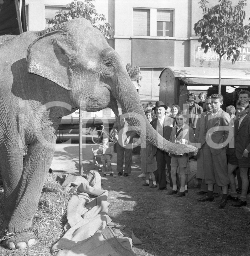 1953 BRESCIA elefante del Circo alla catena con spettatori NEGATIVO ORIGINALE Nel negativo il Circo Darix TogniNegativo originale in bianco e nero su pellicola.  E' SEVERAMENTE VIETATA LA RIPRODUZIONE.TUTTI I DIRITTI SONO RISERVATI.ICharta mette in vendita, sul negozio eBay e in esclusiva sul sito "icharta" il proprio archivio composto da numerose diapositive e negativi fotografici d'epoca, tutti originali e autentici.Si tratta di uno sguardo inedito sull'attualità, la politica, la vita quotidiana, il gossip e la cultura, che fotografa il cambiamento della nazione (e non solo) tra il 1890 ed il 1990 circa. Un'occasione unica per il mercato del collezionismo, che vede finalmente disponibile un archivio eccezionale per vastità, tematiche e condizioni, in un settore (il negativo fotografico e la diapositiva) di assoluta novità e dalle interessanti prospettive di investimento. CONDIZIONI:FAIR/discretoFORMATO: cm 6 x 6 originale e autentica 1