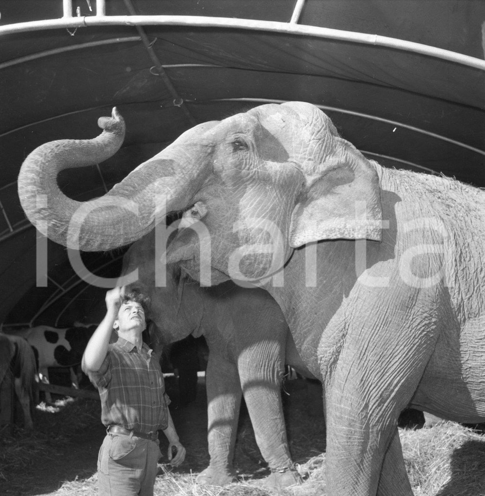 1953 BRESCIA inserviente del Circo Togni con gli elefanti NEGATIVO ORIGINALE 2 Nel negativo il Circo Darix TogniNegativo originale in bianco e nero su pellicola.  E' SEVERAMENTE VIETATA LA RIPRODUZIONE.TUTTI I DIRITTI SONO RISERVATI.ICharta mette in vendita, sul negozio eBay e in esclusiva sul sito "icharta" il proprio archivio composto da numerose diapositive e negativi fotografici d'epoca, tutti originali e autentici.Si tratta di uno sguardo inedito sull'attualità, la politica, la vita quotidiana, il gossip e la cultura, che fotografa il cambiamento della nazione (e non solo) tra il 1890 ed il 1990 circa. Un'occasione unica per il mercato del collezionismo, che vede finalmente disponibile un archivio eccezionale per vastità, tematiche e condizioni, in un settore (il negativo fotografico e la diapositiva) di assoluta novità e dalle interessanti prospettive di investimento. CONDIZIONI:FAIR/discretoFORMATO: cm 6 x 6 originale e autentica 1