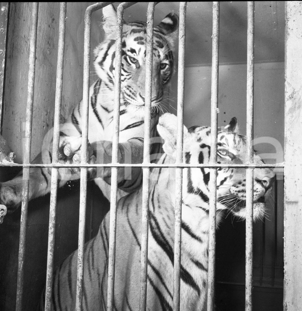 1953 BRESCIA CIRCO DARIX TOGNI tigri in gabbia NEGATIVO ORIGINALE 8 Nel negativo il Circo Darix TogniNegativo originale in bianco e nero su pellicola.  E' SEVERAMENTE VIETATA LA RIPRODUZIONE.TUTTI I DIRITTI SONO RISERVATI.ICharta mette in vendita, sul negozio eBay e in esclusiva sul sito "icharta" il proprio archivio composto da numerose diapositive e negativi fotografici d'epoca, tutti originali e autentici.Si tratta di uno sguardo inedito sull'attualità, la politica, la vita quotidiana, il gossip e la cultura, che fotografa il cambiamento della nazione (e non solo) tra il 1890 ed il 1990 circa. Un'occasione unica per il mercato del collezionismo, che vede finalmente disponibile un archivio eccezionale per vastità, tematiche e condizioni, in un settore (il negativo fotografico e la diapositiva) di assoluta novità e dalle interessanti prospettive di investimento. CONDIZIONI:FAIR/discretoFORMATO: cm 6 x 6 originale e autentica 1