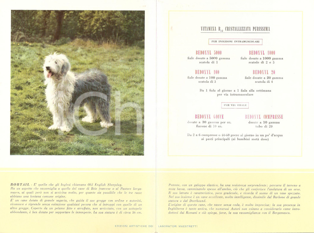 Materiale pubblicitario d’epoca 1956 MILANO Laboratori MAESTRETTI Bedoxyl - Scheda Razza BOBTAIL 1 1